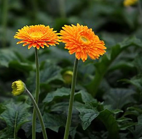 臥室適合養(yǎng)什么花